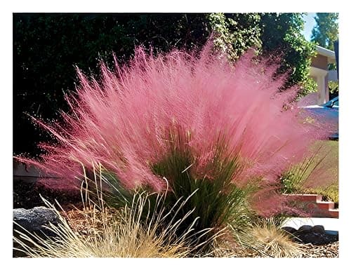 Muhlenbergia capillaris im 1 Liter Topf - Winterhart - Stauden - Fur Blickfang im Garten - Rosa Haargras