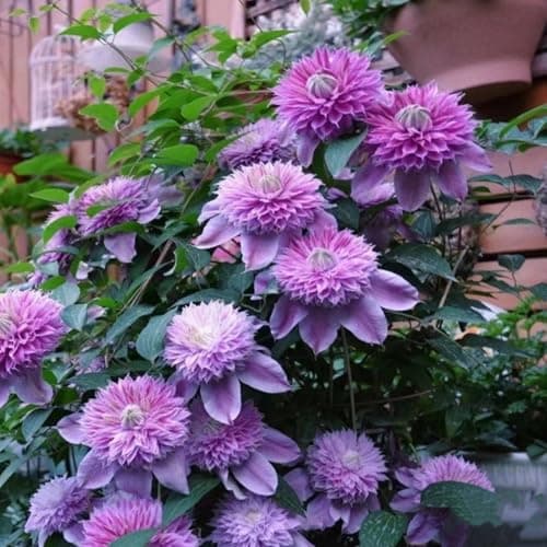 Clematis Pflanze Winterhart Mehrjährig Ideal für Pergolen und Zaune - Stark wachsend & easy zu kümmern - 3 Zwiebeln Pake