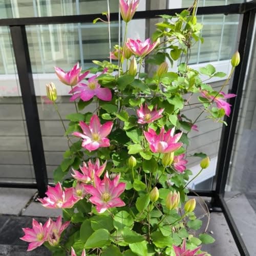 Clematis Knollen Winterhart - Robuste Pflanze für Anfänger-Perfect für Gartenanfänger-Blüten im Frühjahr-3-Zwiebel-Pflan