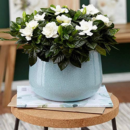 immergrünerStrauchGardeniaJasminoides12cmdekorativ
| immergrünerStrauchGardeniaJasminoides12cmZimmerpflanze
| immergrün