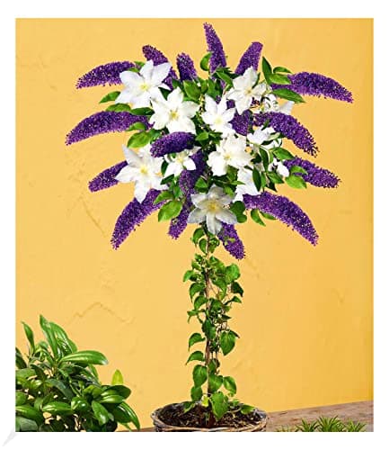 BALDUR Garten Winterhartes Stämmchen Wisteria sinensis Blauregen, für Sonnig Den Standort, bienenfreundlich, 1 Pflanze