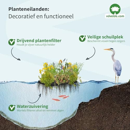vdvelde.com - Bio Teichpflanzen Schwanenblume Schwimminsel - Nachhaltig aus eigener Gärtnerei - Ideal für familienfreund