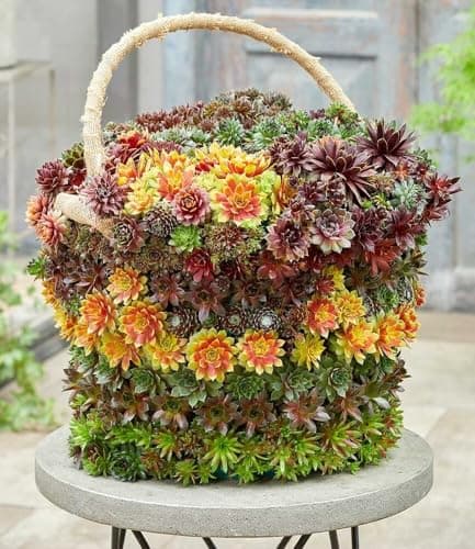 BALDUR Garten Sempervivum 'Gold Nugget®' im XL-Topf - immergrün & winterhart, pflegeleicht, farbintensive Staude