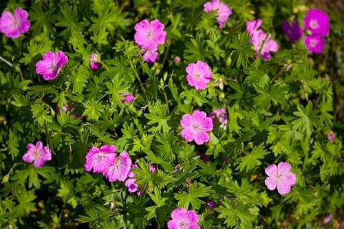 3 x Geranium sanguineum 'Dilys' - Leuchtende Blüten für monatelange Gartenfreude - Bienenfreundlich