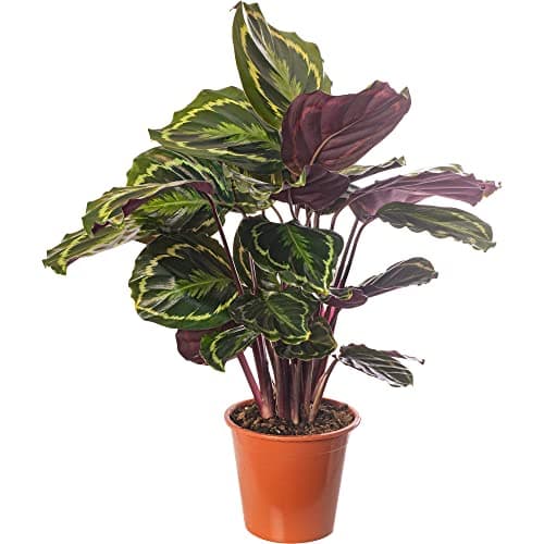 Calathea Medallion - große Zimmerpflanze, immergrüne Schönheit für jeden Raum, rustikal, selten