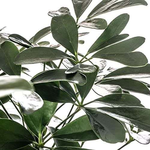 Schefflera Nora, große immergrüne Zimmerpflanze, idealesdekoriertes Zimmer mit exotischem Anstrich, belebt und pflegelei