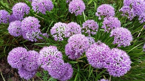 Allium 'Millenium' im 1 Liter Topf - Staude - Winterhart - Bienenfreundlich - Dauerblüher - für den Garten - 1 Liter Top