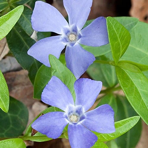 Vinca minor 'Bowles variety' winterhart für Gartenanrichtung 9cm Topf