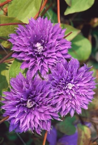 Clematis Hybride 'Multi Blue' - winterhart, pflegeleicht, ideal für Rankgerüste - Mai-September Blütezeit, blaue gefüllt