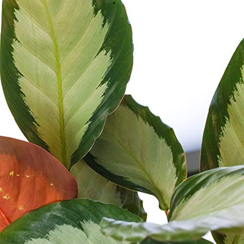 Calathea picturata 'Argentea' Topfpflanze für Zuhause mit einzigartiger Silbergrüner Blattfarbe und hohen Luftreinigungs
