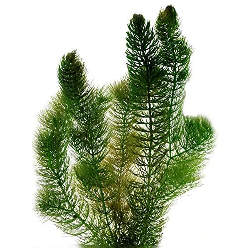 vdvelde.com - Grobes Hornblatt - 5 Liter - Schwimmende Sauerstoffpflanze - für Aquarier - ideales Sauerstoffierenetz - P