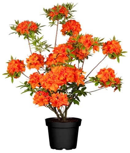 Bronzegelb blühende Garten Azalee Rhododendron Golden Eagle 5L 40-50cm