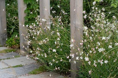 Gaura lindheimeri 'Whirling Butterflies‘ Dauerblüher Prachtkerze weiß - Schwebende Blüten für Stauden Gänge