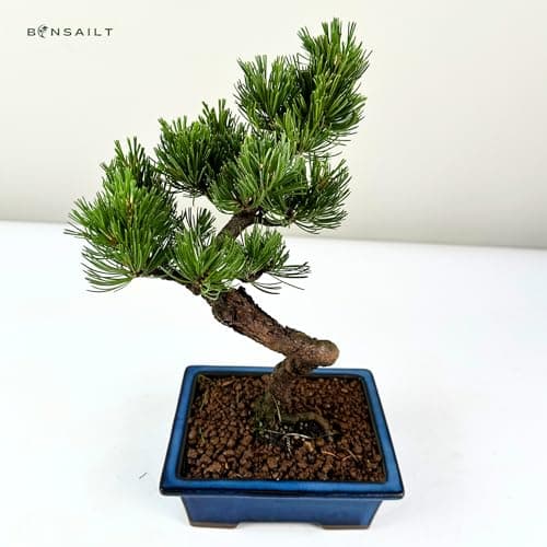 Bonsai Baum mit Keramik Blumentopf - Ligustrum, Ficus, Carmona, Podocarpus - für Indoor-Verwendung, perfekt für Büro und