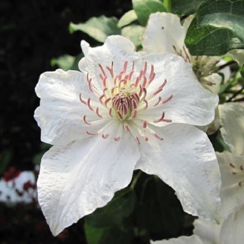 3 Clematis Destiny Kletterpflanzen | Winterhart & Mehrjährig - 3 x Weiß | 1,5 Liter Topf