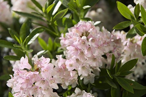 INKARHO® Bloombux® Blüte und Gestalt im 2 Liter Pflanzkorb für Liebhaber der Blumenerhölzung im Garten