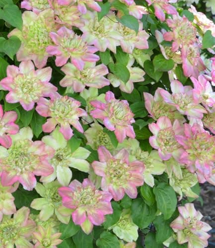 Baldur Garten Clematis 'Pistachio Cake®', 1 Pflanze, mehrjährig & winterhart, pflegeleicht, bienenfreundlich, reichblühe