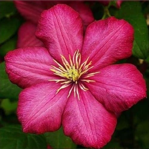 3 Clematis Kletterpflanzen Mix (3 für 2 bezahlen): Blau (Jackmanii), Rosa/Weiβ (Nelly Moser) & Rot (Ville de Lyon) - meh