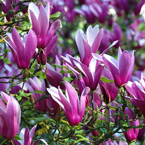 Magnolia liliiflora 'Nigra' Winterharter Gartenstrauch für den Freien Garten - Laubwerfend - 9 cm Topf - Blumenstrauß im