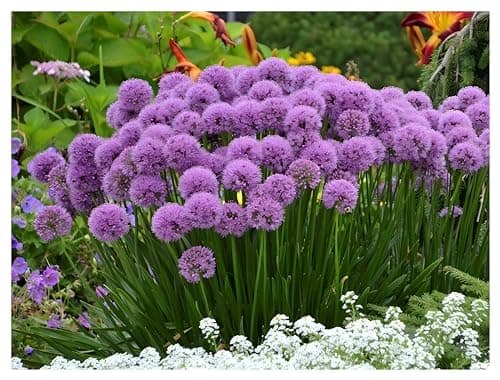 Allium 'Millenium' im 1 Liter Topf - Staude - Winterhart - Bienenfreundlich - Dauerblüher - für den Garten - 1 Liter Top