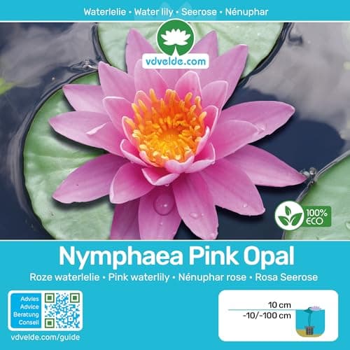 Van der Velde Wasserpflanzen Set Winterhart - 9 Teichpflanzen - Für Miniteiche und große Gartenteiche - Seerose, Schwane
