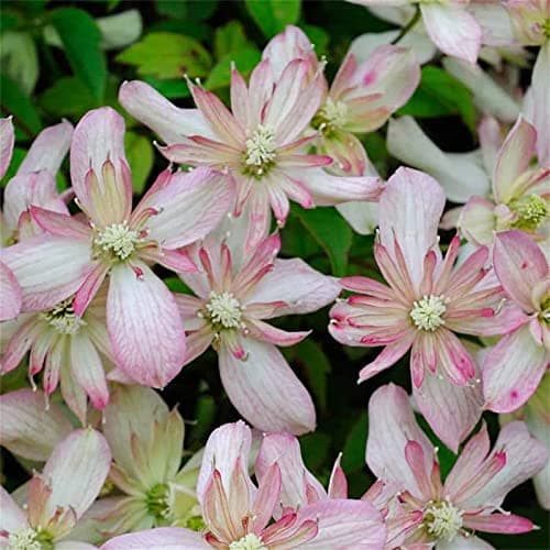 Clematis Zwiebeln, Mix Mehrjahrig, Kletterpflanzen im Topf - Lange Blütezeit, Winterharte Bienenfreundlich, Balkon Pflan