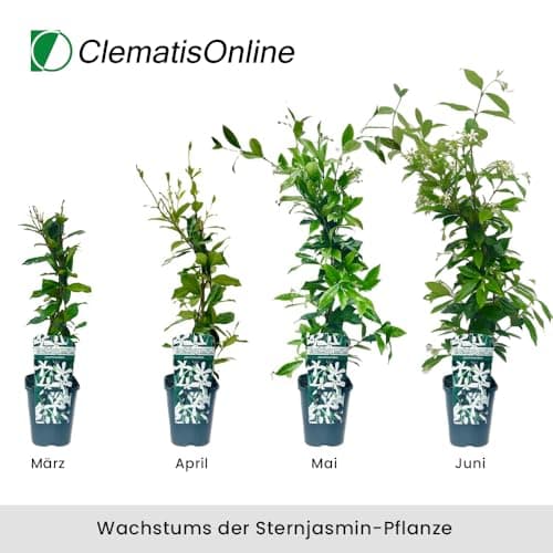 Sternjasmin Weiß - Winterhart - Immergrüner Duftjasmin - Gartenpflanze - 1,5 Liter Topf - Wachstum bis zu 400 cm - Winte