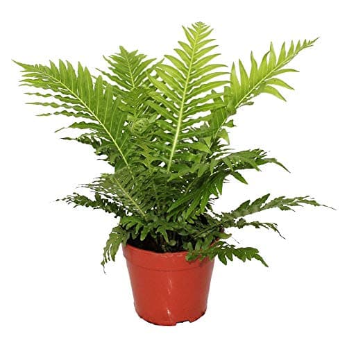 Silver Lady Blechnum Immergrüner Zwerg-Baumfarn für Zimmer 25-35 cm Topf