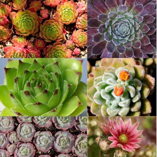 Winterharte Sempervivum Sukkulenten - pflegeleichte Zimmer- und Gartenpflanzen für Haushalte (12 Stück)