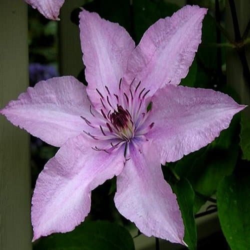 2 x Clematis hagley Hybrid Kletterpflanzen - Rosa, 2-er Set, Mehrjährig blühend & Winterhart - 2 x 1,5 Liter Töpfe