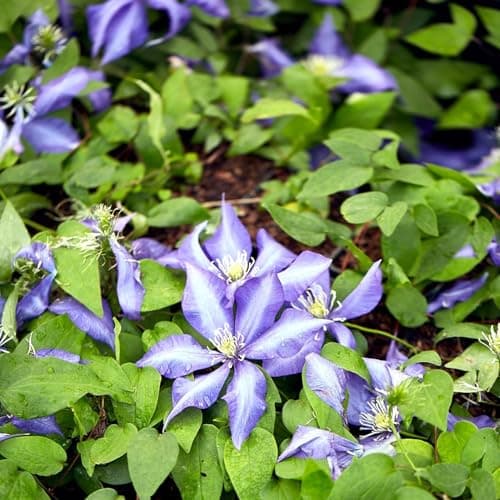 Clematis Großblütige Daniel Deronda 1L - Pflanze für Anfänger und professionelle Gärtner - Ideal für Kleingarten - Schön