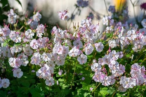 3 x Geranium cantabrigiense 'Saint Ola' - Winterhart - Strahlendes Weiß für den Garten - von Stauden Gänge

3 x Geranium