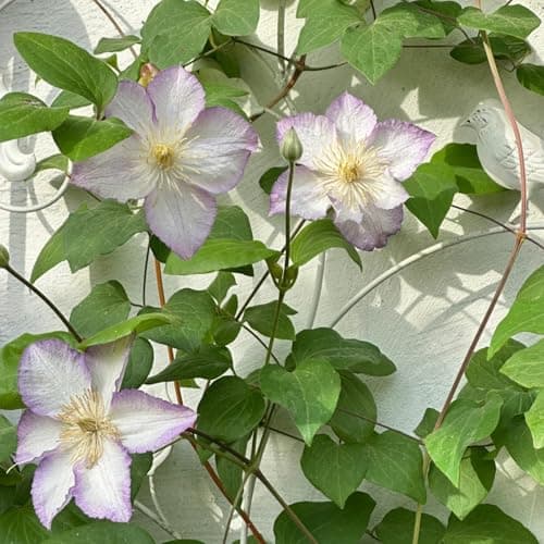 Winterhart Clematis Pflanze - Stark blühend für jeden Garten - ELEGANTE STRFACTEN - 3 Zwiebeln-Set