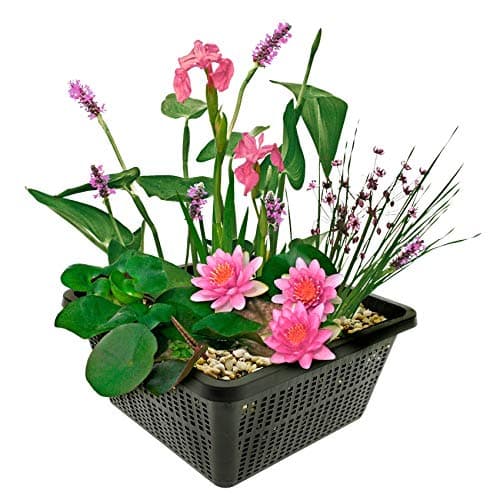 Van der Velde Wasserpflanzen Set Winterhart - 9 Teichpflanzen - Für Miniteiche und große Gartenteiche - Seerose, Schwane