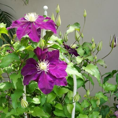 Clematis Knollen Winterhart - Gemütlich anzuchBUFFERING...eling für Anfänger - 3-Zwiebeln-Gartenpflanze - Leicht anpflan