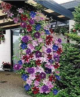 Clematis Samen - Mischung Farben, Großblumige Kletterpflanzen für Garten, Balkon & Vertikale Begrünung - 30 Stück, Mehrj