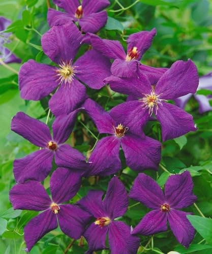 Clematis viticella 'Polish Spirit' -violett Blüten-ideal für Rankgerüste-pflegeleicht-winterhart