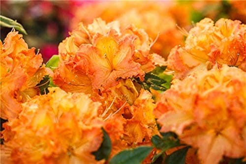 Rhododendron lut. 'Gibraltar' Sommergrüne Azalee für Gartenanäuber im Topf gewachsen - großes Blühen - 40-60cm