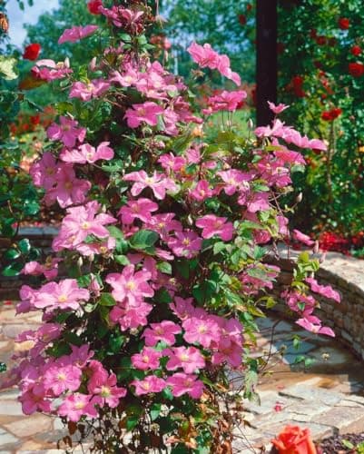 Clematis Hybrid 'Comtesse de Bouchaud' - pflegeleicht und winterhart, ideal für Rankgerüste, rosige Blüte Juni-September