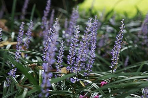 Liriope muscari 'Royal Purple' im 1 Liter Topf - Winterhart - Immergrün - für schattige Oasen - von Stauden Gänge