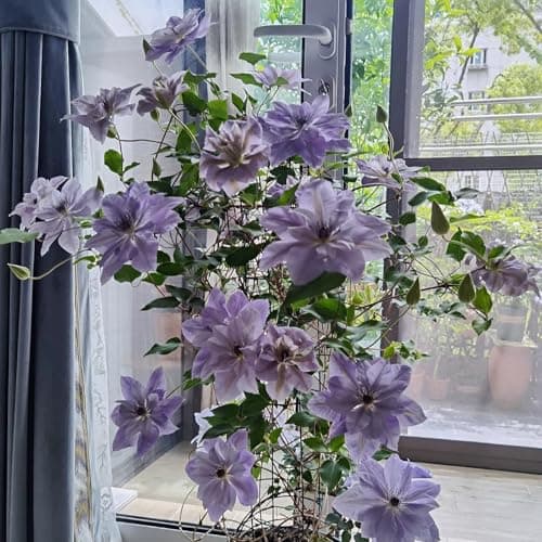Clematis Knollen Winterhart - Robuste Pflanze für Anfänger-Perfect für Gartenanfänger-Blüten im Frühjahr-3-Zwiebel-Pflan