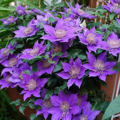 Winterhart Clematis Pflanze - Stark blühend für jeden Garten - ELEGANTE STRFACTEN - 3 Zwiebeln-Set