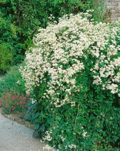Clematis flammula 60-100 cm - Duft-Waldrebe,Blumenstrauch, ideal für Gartenanpflanzungen, bienenfreundlich, pflegeleicht