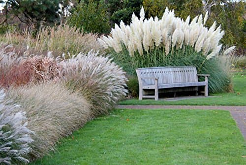 Stauden Gänge 3 x Cortaderia selloana 'White' im 1 Liter Topf - Majestätische, schneeweiße Federn für Ihren Garten -Idea