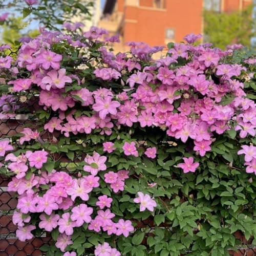 Clematis Knollen Winterhart - Robuste Pflanze für Anfänger-Perfect für Gartenanfänger-Blüten im Frühjahr-3-Zwiebel-Pflan