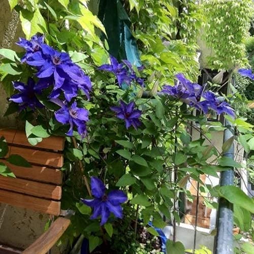 Clematis The President Blau 3 x 1,5 Liter Töpfe Mehrjährige Kletterpflanze Winterhart