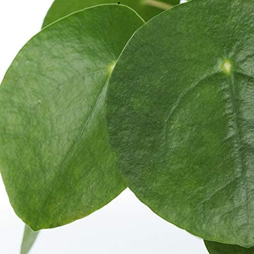Premium Ufopflanze Pilea Peperomioides - Ideal für Zimmer und Büros (20-30 cm)
| Ufopflanze Pilea Peperomioides - Perfe