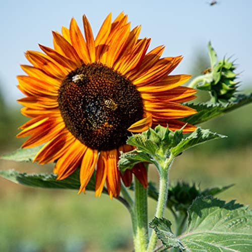 [OwnGrown - Sonnenblumen Samen Set] - Saatgut mit 6 Sorten, inkl. Riesige & Kleine Blüten – Blumen Geschenkbox für Garte