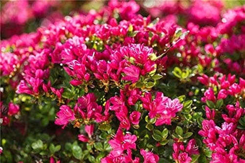 Rhododendron 'Kermesina' Japanische Azalee - 20-25cm im Topf gewachsen + Farbenprächtige Blüte + Dicotyloden Pflanze