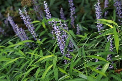 Liriope muscari 'Royal Purple' im 1 Liter Topf - Winterhart - Immergrün - für schattige Oasen - von Stauden Gänge
